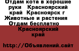 Отдам кота в хорошие руки - Красноярский край, Красноярск г. Животные и растения » Отдам бесплатно   . Красноярский край